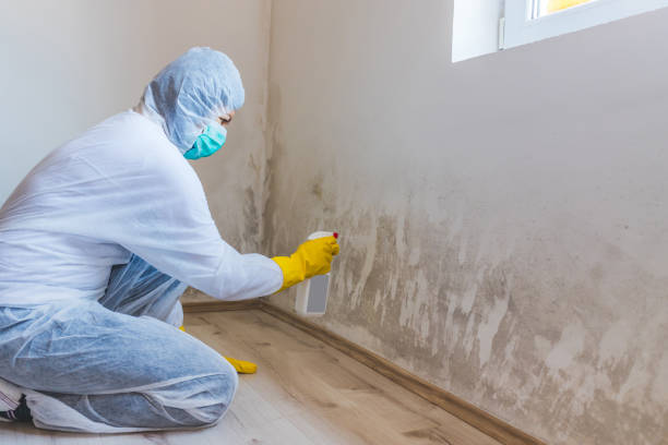 Licensed Mold Inspection service in Fort Eustis, VA - WQB Mold Removal