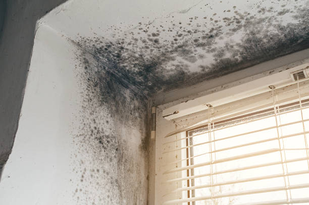 Affordable Mold Inspection solutions in Fort Eustis, VA