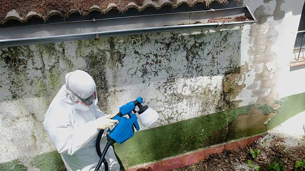 Top rated local Mold Inspection specialists in Fort Eustis, VA
